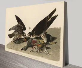 Great-footed hawk on canvas in Audubon's study, peregrine falcon with slate wings and barred underparts