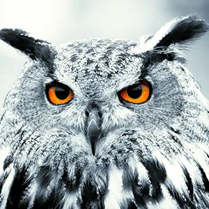 Bird Wall Art
