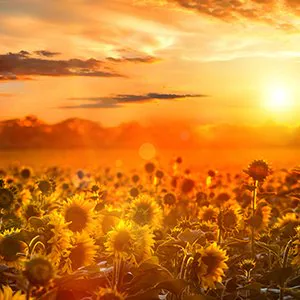 Sunsets Art